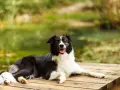 Szczęśliwy pies rasy border collie odpoczywa na drewnianym pomoście, ciesząc się urokami Mazur z psem.