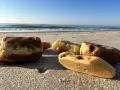 Jak rozpoznać bursztyn na plaży? Kilka kawałków bursztynu leży na piasku przy morzu.