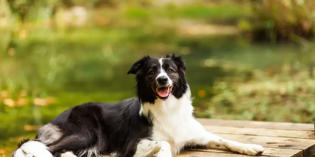 Szczęśliwy pies rasy border collie odpoczywa na drewnianym pomoście, ciesząc się urokami Mazur z psem.