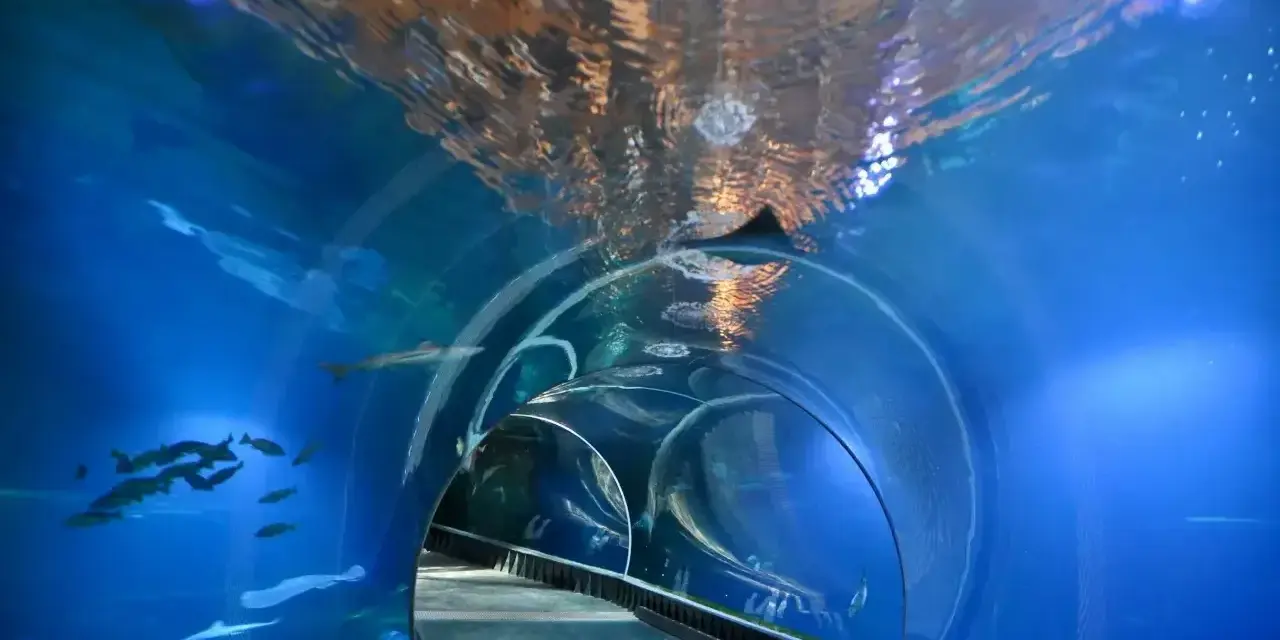Podwodny tunel w największym zoo w Polsce. Ryby pływają wokół, a nad głową widać odbicia świateł.
