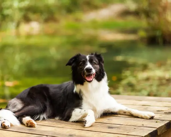 Szczęśliwy pies rasy border collie odpoczywa na drewnianym pomoście, ciesząc się urokami Mazur z psem.