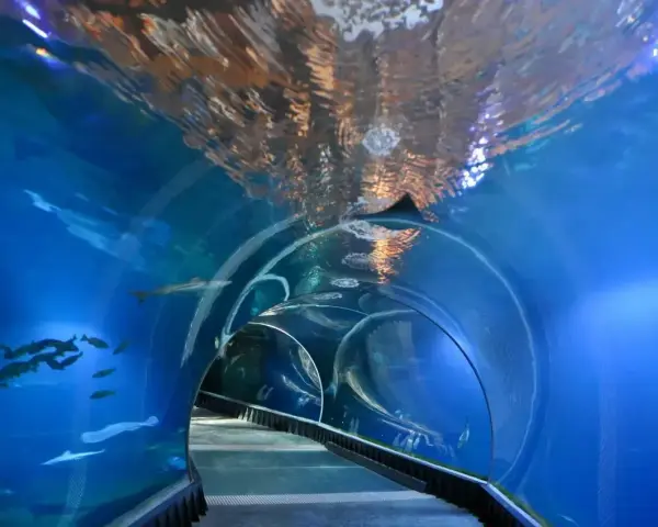Podwodny tunel w największym zoo w Polsce. Ryby pływają wokół, a nad głową widać odbicia świateł.